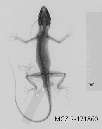 Media type: image;   Herpetology R-171860 Aspect: dorsoventral x-ray